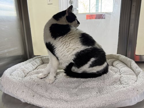 OREO - Domestic Short Hair / Tuxedo available for adoption