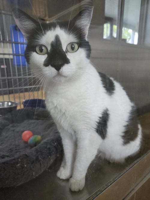 OREO - Domestic Short Hair / Tuxedo available for adoption