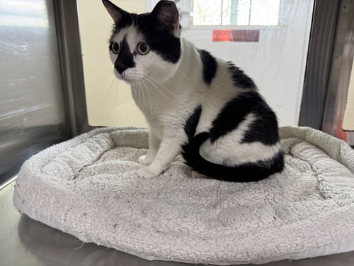 OREO - Domestic Short Hair / Tuxedo available for adoption