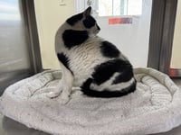 Oreo - Photo 3