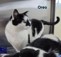 Oreo - Photo 6