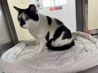 Oreo - Photo 4