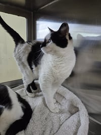 Oreo - Photo 5