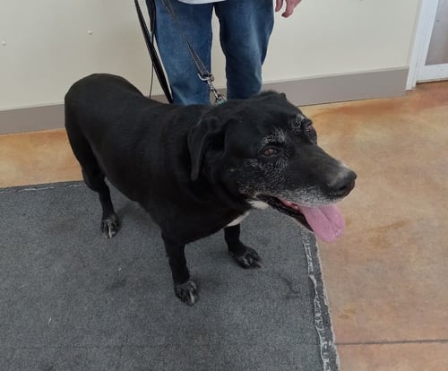 BOB - Black Labrador Retriever for adoption in Rochester