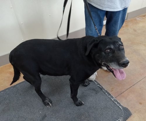 BOB - Black Labrador Retriever available for adoption