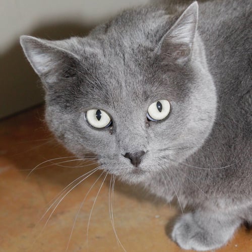 PATTY - Domestic Short Hair available for adoption