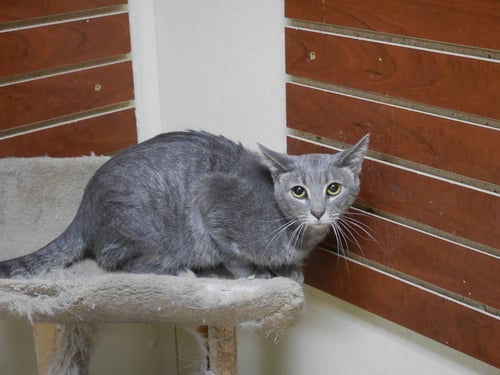 PATTY - Domestic Short Hair available for adoption