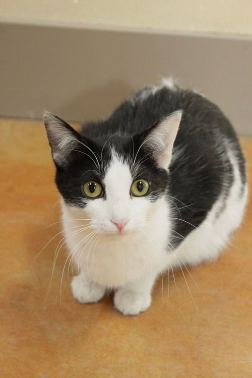 APOLLO - Domestic Short Hair available for adoption
