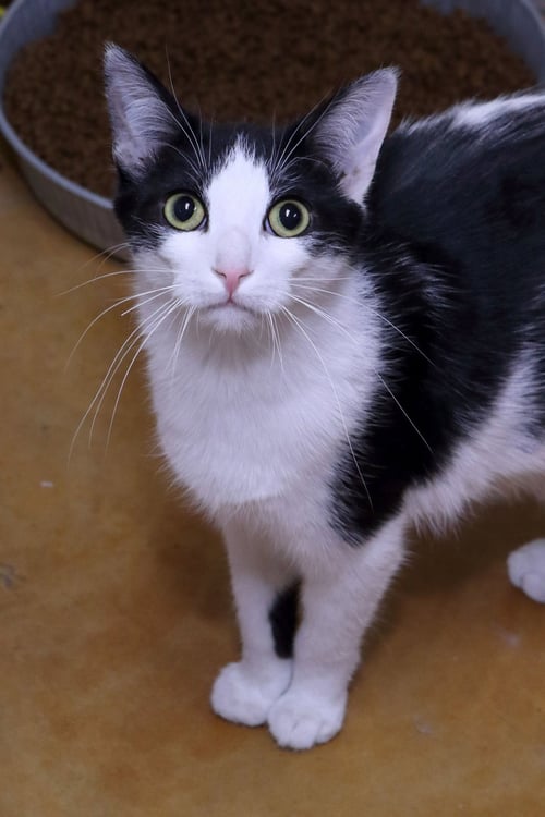 APOLLO - Domestic Short Hair available for adoption