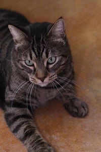 Bagheera - Photo 6