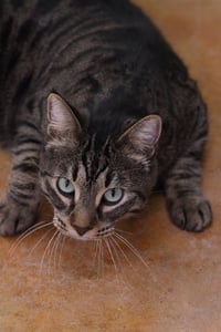 Bagheera - Photo 8