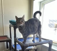 Bagheera - Photo 7