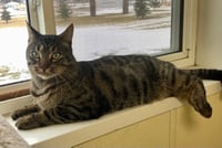 Bagheera - Photo 5