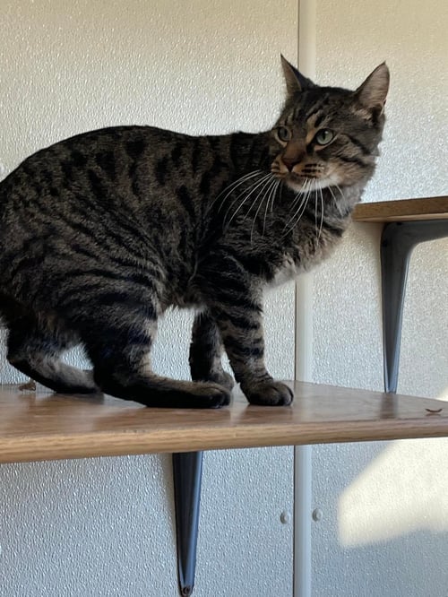 BAGHEERA - Domestic Short Hair / Tiger available for adoption