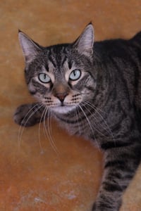 Bagheera - Photo 1