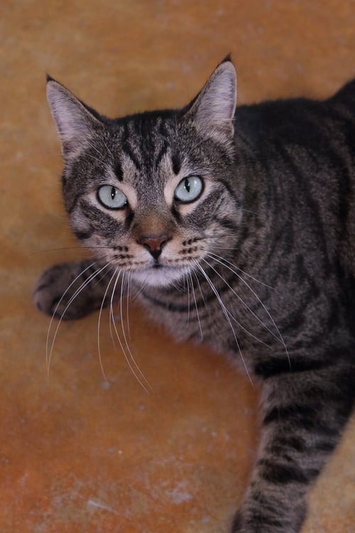 BAGHEERA - Domestic Short Hair / Tiger available for adoption