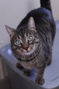 Bagheera - Photo 4