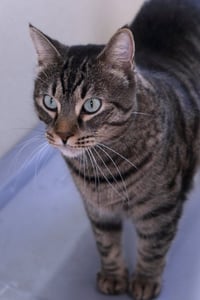 Bagheera - Photo 3