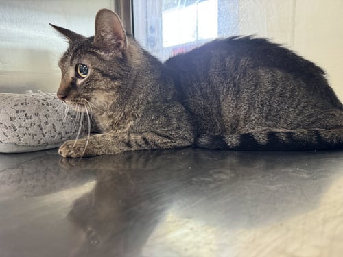 CASPIAN - Domestic Short Hair / Tiger available for adoption