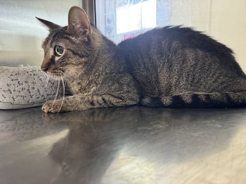 CASPIAN - Domestic Short Hair / Tiger available for adoption