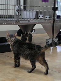 Caspian - Photo 9