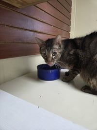 Caspian - Photo 8