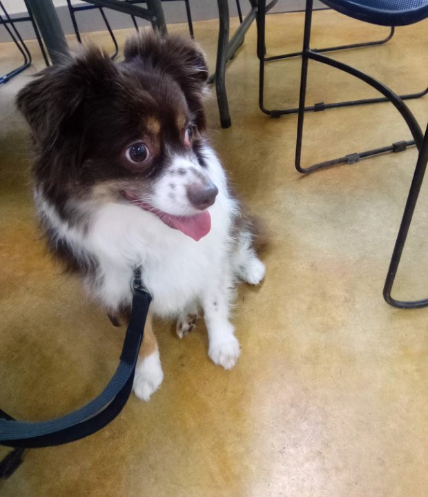 Bailey Image