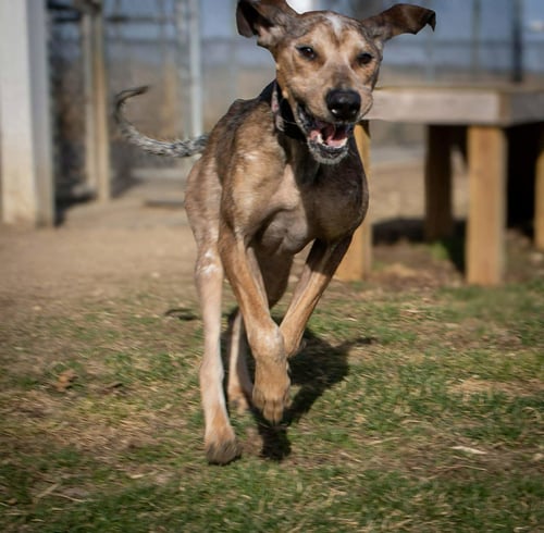 RIVER - Bluetick Coonhound / Great Dane available for adoption