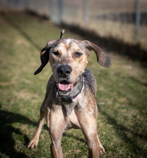 RIVER - Bluetick Coonhound / Great Dane available for adoption