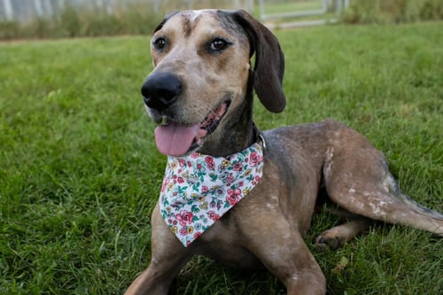 RIVER - Bluetick Coonhound / Great Dane available for adoption