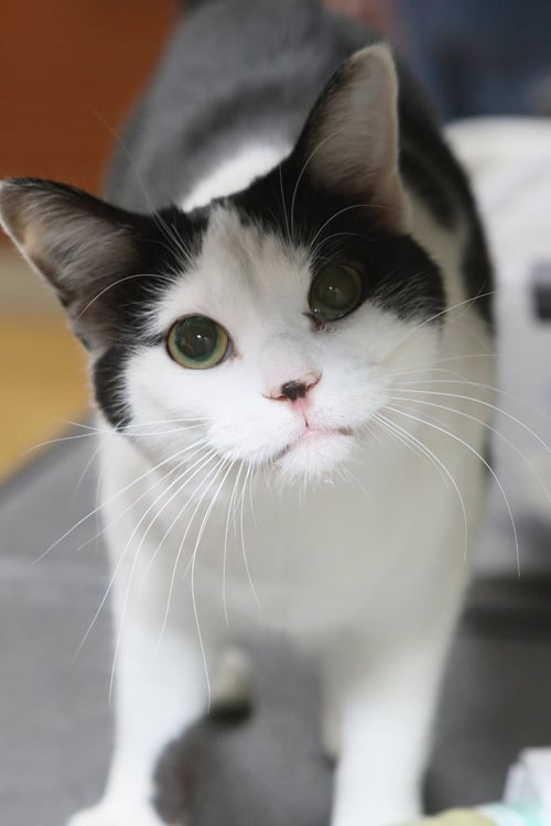 ACKSTON - Domestic Short Hair available for adoption