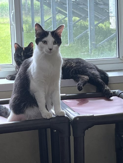 ACKSTON - Domestic Short Hair available for adoption