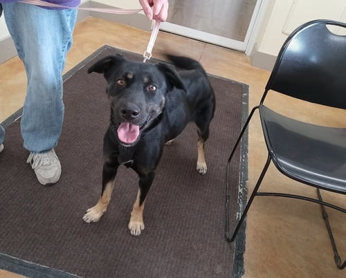 ODESSA - Shepherd / Husky for adoption in Rochester