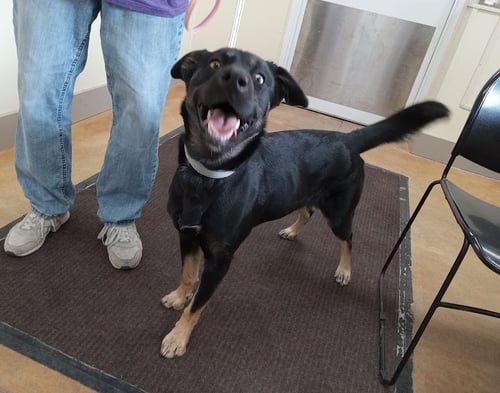 ODESSA - Shepherd / Husky available for adoption