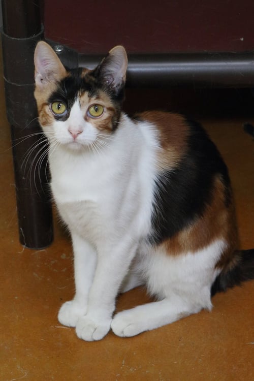 PARIS - Calico / Domestic Short Hair available for adoption