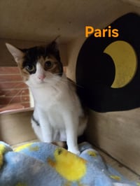 Paris - Photo 3