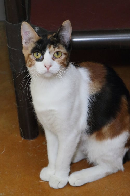 PARIS - Calico / Domestic Short Hair available for adoption