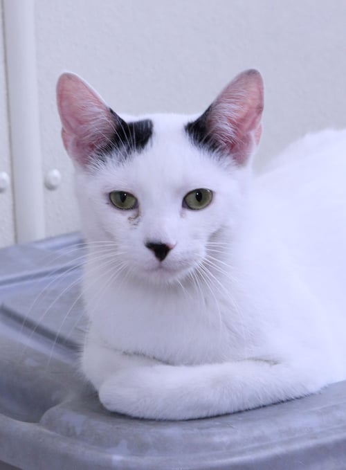 ROME - Domestic Short Hair available for adoption