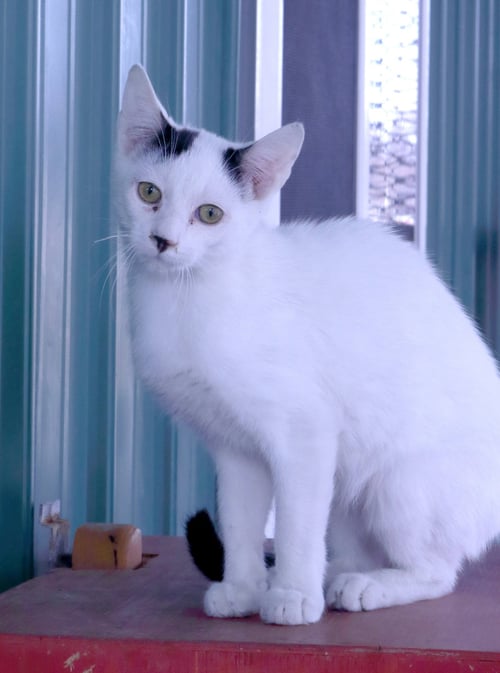ROME - Domestic Short Hair available for adoption