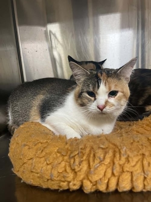 SPADE - Calico / Domestic Short Hair available for adoption