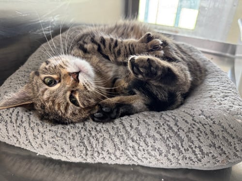 TORI - Tiger / Domestic Short Hair available for adoption