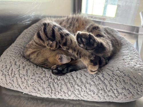 TORI - Tiger / Domestic Short Hair available for adoption