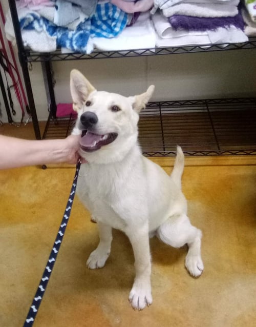 CORBETT - Shepherd / Husky for adoption in Rochester