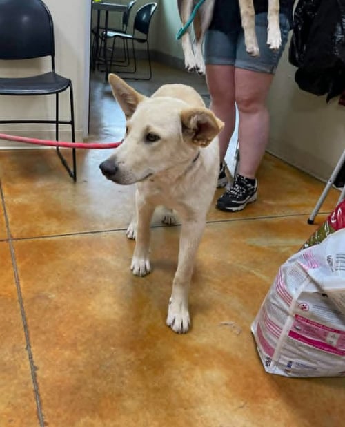 CORBETT - Shepherd / Husky available for adoption