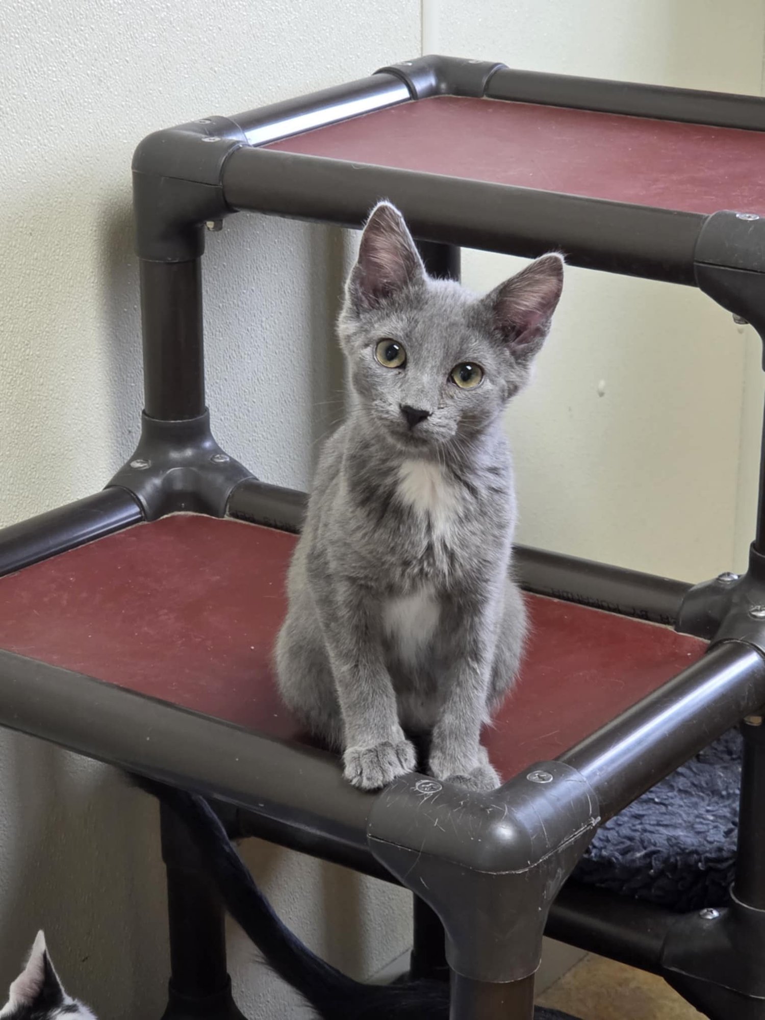 FREEDOM - Domestic Medium Hair available for adoption