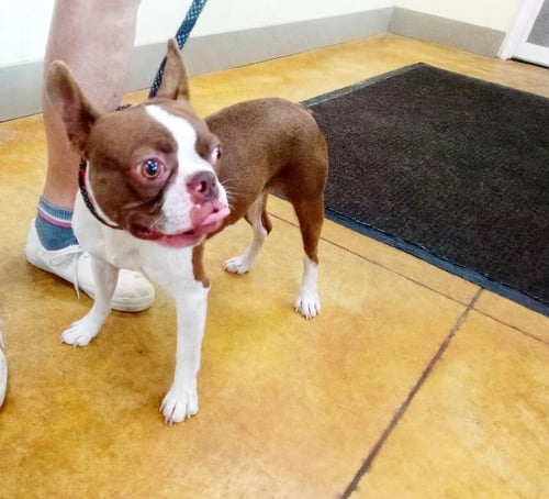ANDRE - Boston Terrier available for adoption
