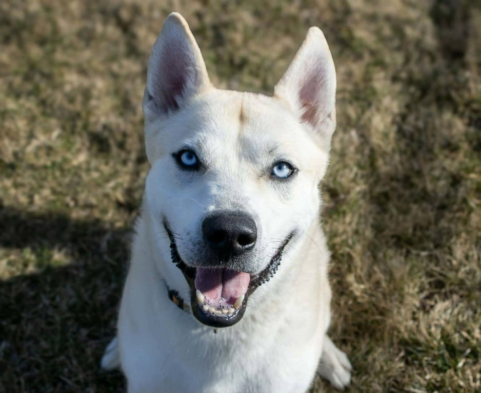 Bram (sponsored fee) Image