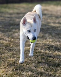 Bram (sponsored fee) - Photo 3