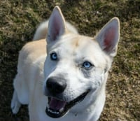 Bram (sponsored fee) - Photo 2