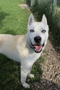 Bram (sponsored fee) - Photo 5